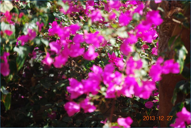sharm 12 133